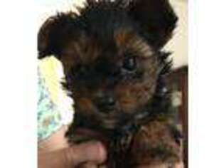 Yorkshire Terrier Puppy for sale in China Grove, NC, USA