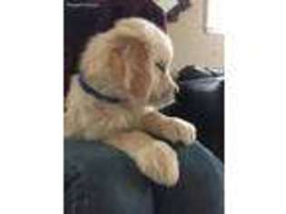 Golden Retriever Puppy for sale in Camp Grove, IL, USA