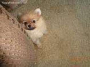 Pomeranian Puppy for sale in New Salisbury, IN, USA