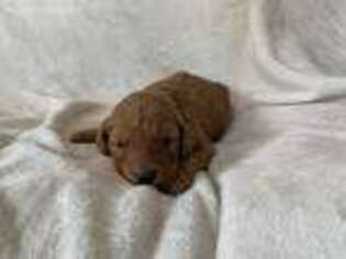 Goldendoodle Puppy for sale in Calmar, IA, USA