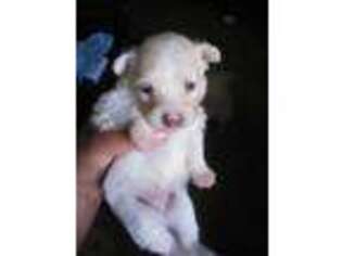 Pomeranian Puppy for sale in New Baltimore, MI, USA