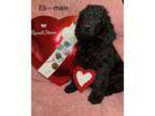 Labradoodle Puppy for sale in East Freetown, MA, USA