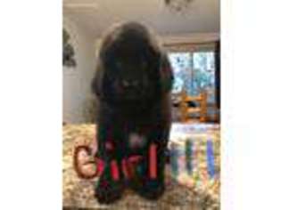 Newfoundland Puppy for sale in Maple Lake, MN, USA