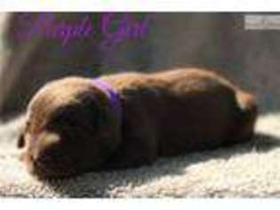 Labrador Retriever Puppy for sale in Merced, CA, USA