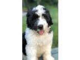 Saint Berdoodle Puppy for sale in Morgantown, PA, USA