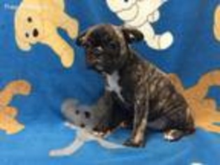Frenchie Pug Puppy for sale in Salvisa, KY, USA