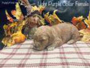 Goldendoodle Puppy for sale in Kasson, MN, USA