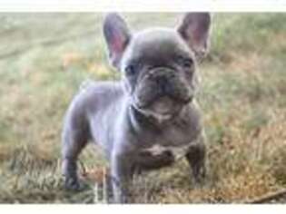 French Bulldog Puppy for sale in Etna Green, IN, USA