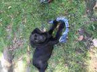 Labrador Retriever Puppy for sale in Hicksville, OH, USA