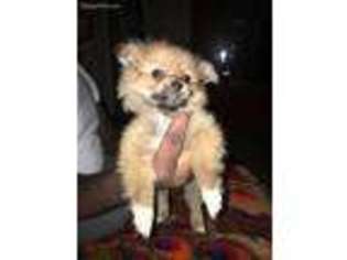 Pomeranian Puppy for sale in Bronx, NY, USA