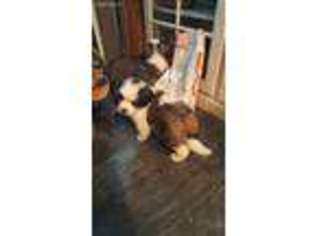 Saint Bernard Puppy for sale in Rural Valley, PA, USA