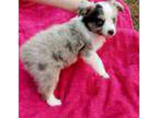 Miniature Australian Shepherd Puppy for sale in Livingston, TX, USA
