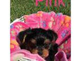 Yorkshire Terrier Puppy for sale in Merced, CA, USA