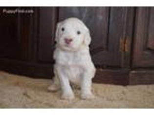 Portuguese Water Dog Puppy for sale in Stillwater, OK, USA