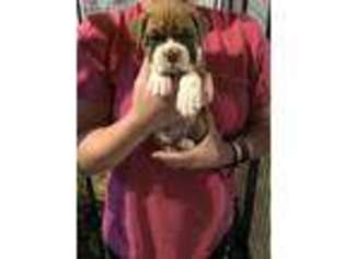 Boxer Puppy for sale in Waldron, MI, USA