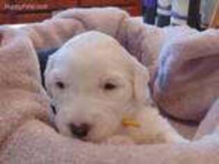 Old English Sheepdog Puppy for sale in Colorado Springs, CO, USA