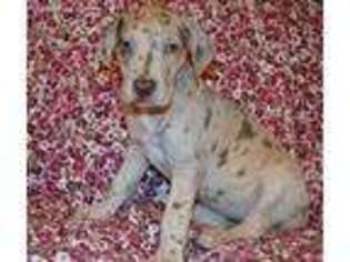 Great Dane Puppy for sale in Lawrenceburg, KY, USA