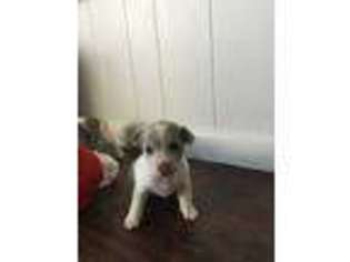 Jack Russell Terrier Puppy for sale in Okeechobee, FL, USA