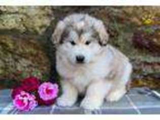 Alaskan Malamute Puppy for sale in Mifflintown, PA, USA