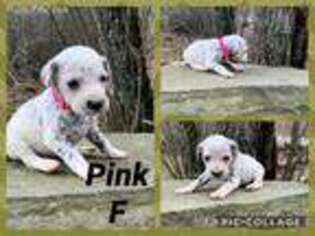 Dalmatian Puppy for sale in Monroe, ME, USA