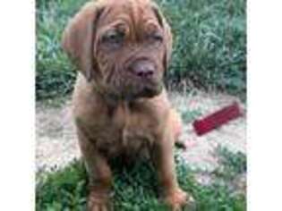 American Bull Dogue De Bordeaux Puppy for sale in Greenville, OH, USA