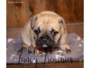 French Bulldog Puppy for sale in North Manchester, IN, USA