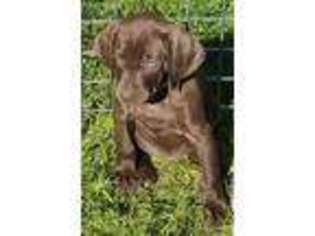 German Shorthaired Pointer Puppy for sale in White Lake, MI, USA