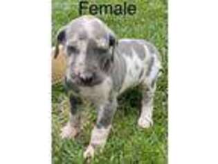 Great Dane Puppy for sale in Wilkesboro, NC, USA