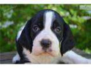 English Springer Spaniel Puppy for sale in Greenville, SC, USA