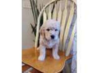 Goldendoodle Puppy for sale in Monetta, SC, USA