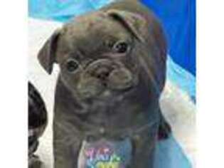 French Bulldog Puppy for sale in Turlock, CA, USA