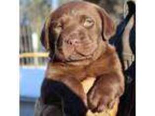 Labrador Retriever Puppy for sale in Victor, MT, USA