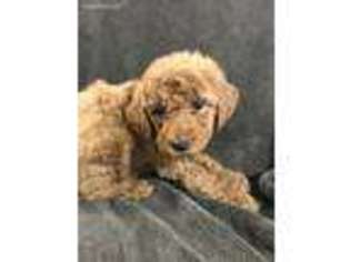 Labradoodle Puppy for sale in Cuero, TX, USA