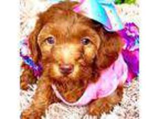 Cavapoo Puppy for sale in Gilbert, AZ, USA