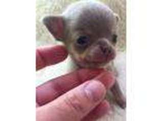 Chihuahua Puppy for sale in Vincennes, IN, USA