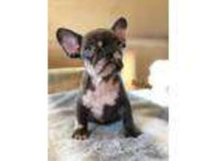 French Bulldog Puppy for sale in New Castle, DE, USA