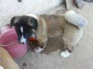 Akita Puppy for sale in Los Angeles, CA, USA