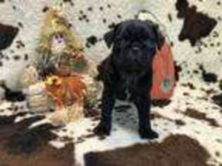 Pug Puppy for sale in Pryor, OK, USA