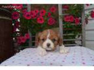 Cavalier King Charles Spaniel Puppy for sale in Peach Bottom, PA, USA