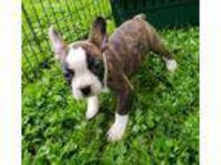 French Bulldog Puppy for sale in Canaseraga, NY, USA