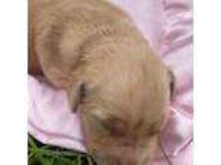 Golden Retriever Puppy for sale in Greenwich, CT, USA