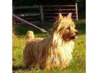 Norwich Terrier Puppy for sale in Madison, WI, USA