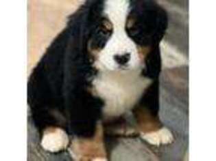 Bernese Mountain Dog Puppy for sale in Phelan, CA, USA