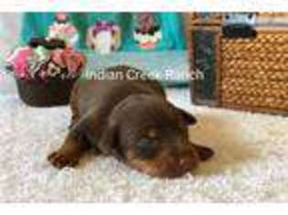 Miniature Pinscher Puppy for sale in Saint Louis, MO, USA