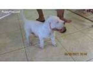 Dogo Argentino Puppy for sale in Miami, FL, USA