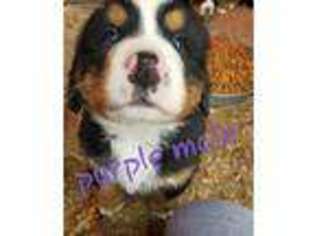 Bernese Mountain Dog Puppy for sale in Sweet Springs, MO, USA