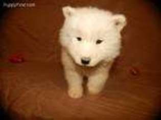 Samoyed Puppy for sale in Neodesha, KS, USA