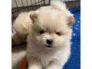 Pomeranian Puppy for sale in Buffalo, NY, USA