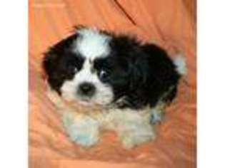 Mutt Puppy for sale in Cedar Park, TX, USA