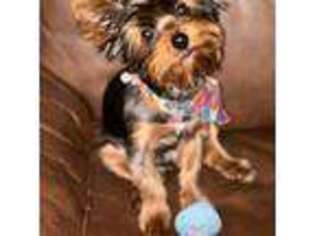 Yorkshire Terrier Puppy for sale in Kingston, GA, USA